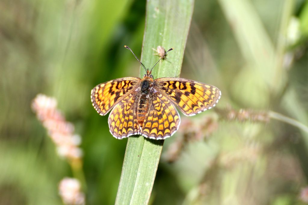 Melitaea phoebe